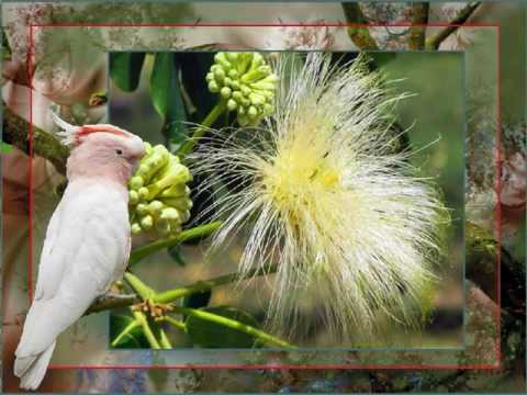 Video: Winterbloemen: beschrijving, foto. Binnenbloemen in de winter