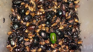  OMG! Tiny Creatures come Alive at Night.#insects #subscribe #animals 