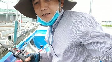 Câu cá dảnh làng bè bình thạnh.điểm câu cá dảnh không bao giờ hết kết quả không ngờ!