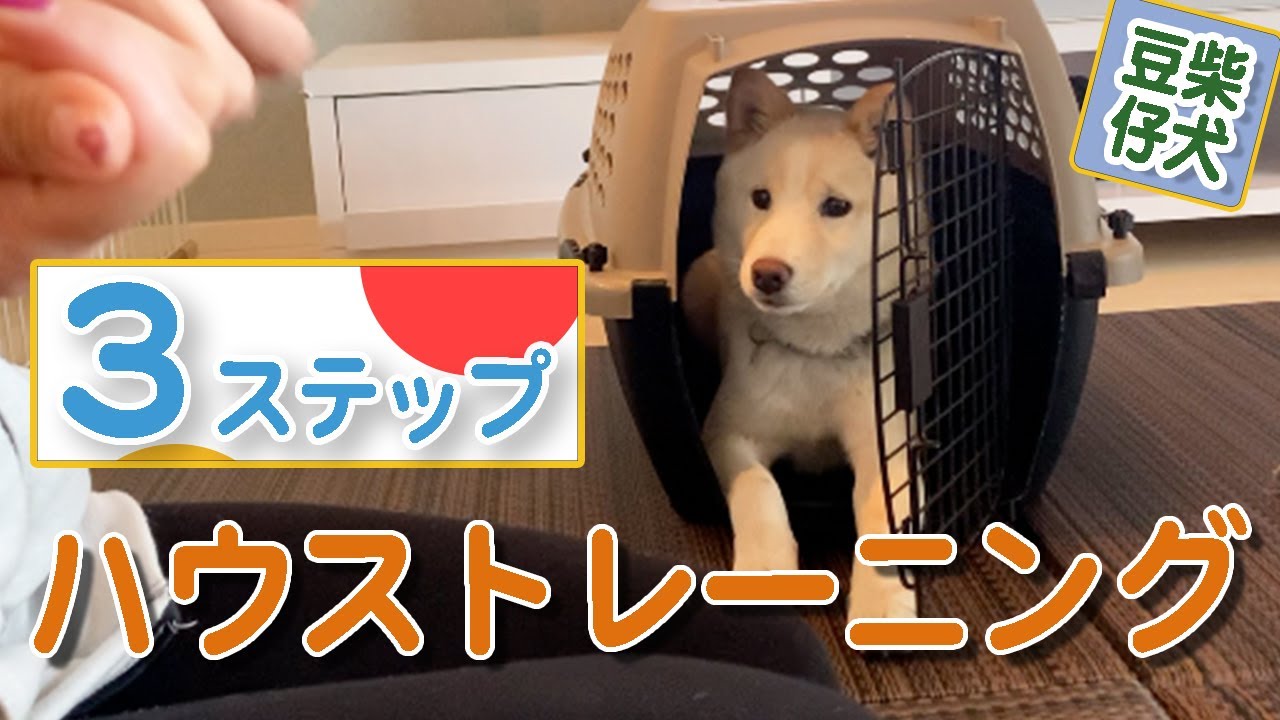 3ステップで出来るハウストレーニング【豆柴子犬】 YouTube