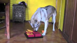 Velvet first time with problem solving toy
My wolf dog Velvet tries for the first time to solve this interactive toy (problem solving game) as a pilot test for a study we will do with puppies.
Velvet always loves to be my pilot tester! ;-) Velvet first time with problem solving toy