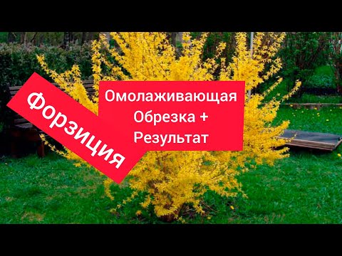 Видео: Омоложение старых кустов форзиции - когда и как омолаживать форзицию