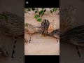 How catch the birds in the forest for free time 2024 2025#for #birds #wildlife #foryou #shorts
