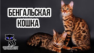 ✔ Бенгальская кошка  –  элитная порода для людей с особыми запросами