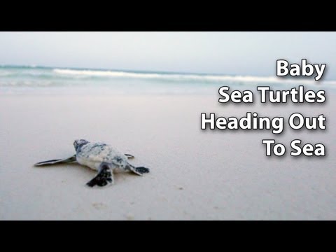 Baby Sea Turtles Crawling to the Sea