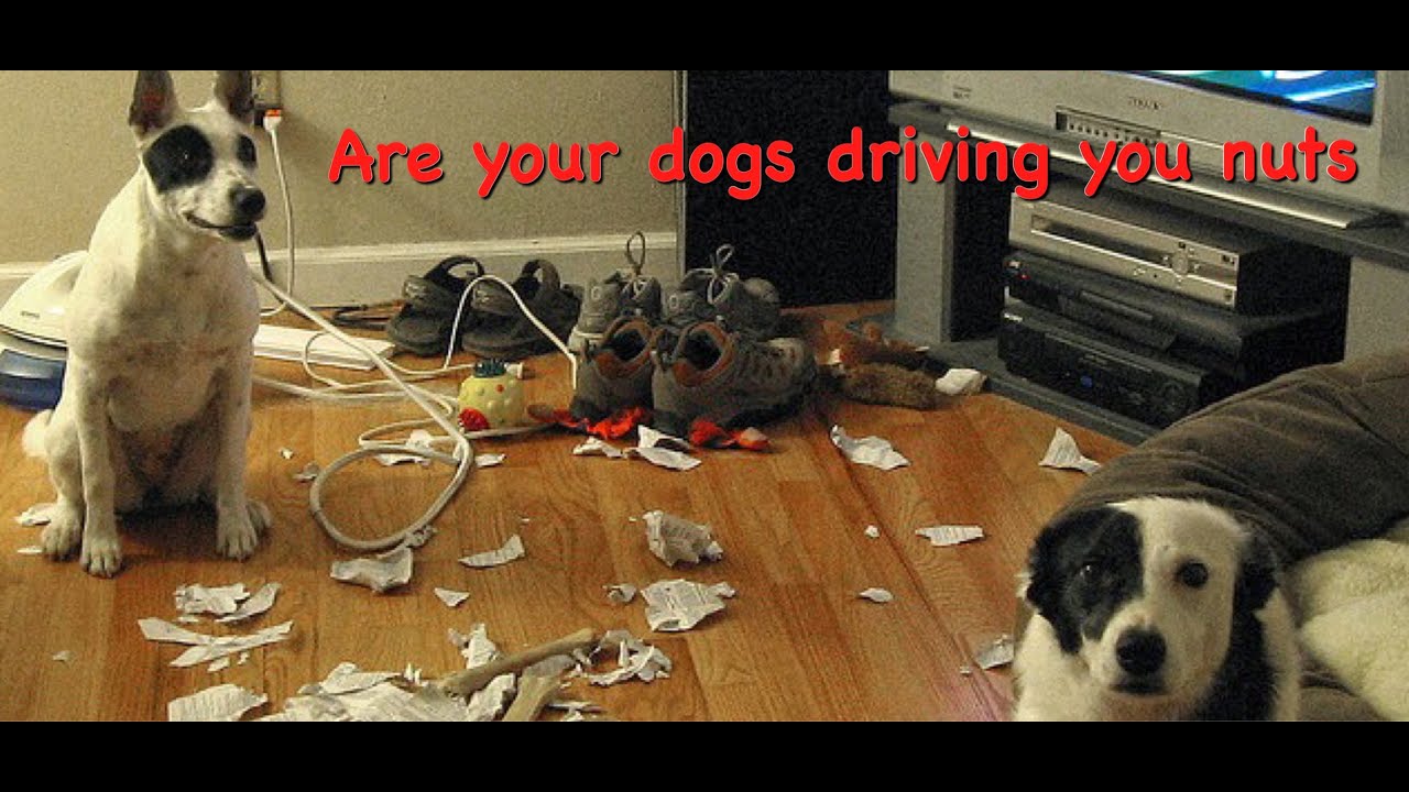Is your Dog going nuts YouTube