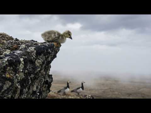 The Arctic's Toughest First Step: Goose Cliff Jump