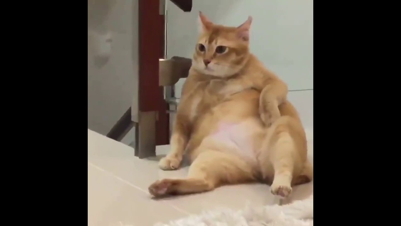  Super  Lazy Fat  Cat  YouTube