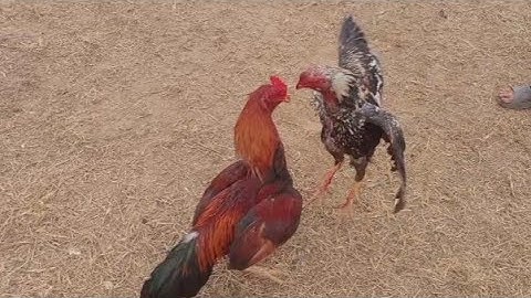 leeg twg nyiam qaib sib tog soj qab raw kuv nawb kuv yov tso coj lo faib peb sawv daw tu nawb