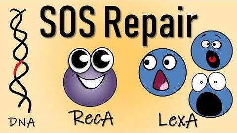 SOS repair of DNA II DNA repair