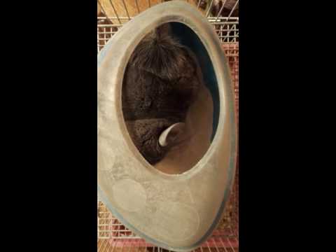 Купание шиншиллы Манюни