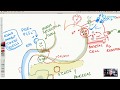 Famotidine (H2 Receptor Antagonist)