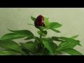 Peony red charm  time lapse