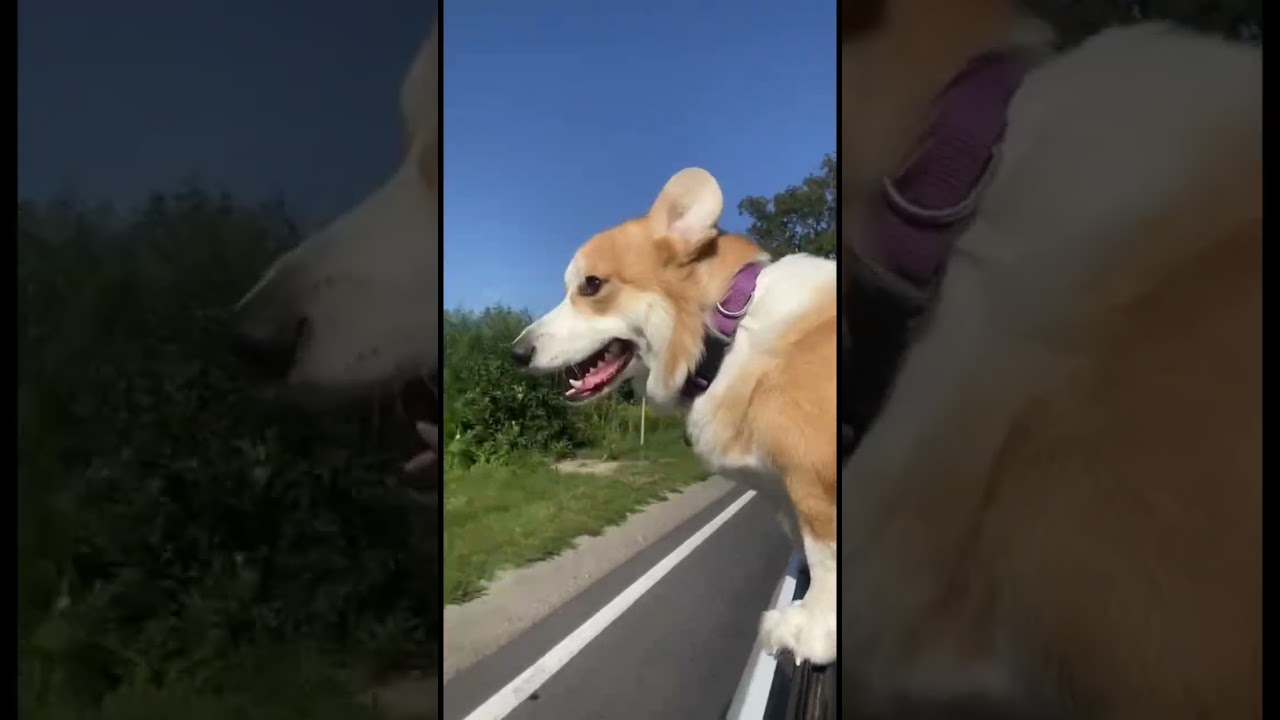 #tiktok #shorts #корги #энди #коржик #милота #калининград #отдых #природа