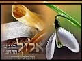 שיעור חובה לחודש אלול NEW שיעור חובה לחודש אלול NEW