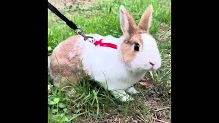 Rabbits- 🐇Hopping Around!🐰 by Rabbit Nuvoletta Story 93 views 5 months ago 1 minute, 14 seconds