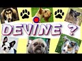 Blind test  saurastu reconnatre ces 20 races de chien  quiz 1  animaux de compagnie jeu  test