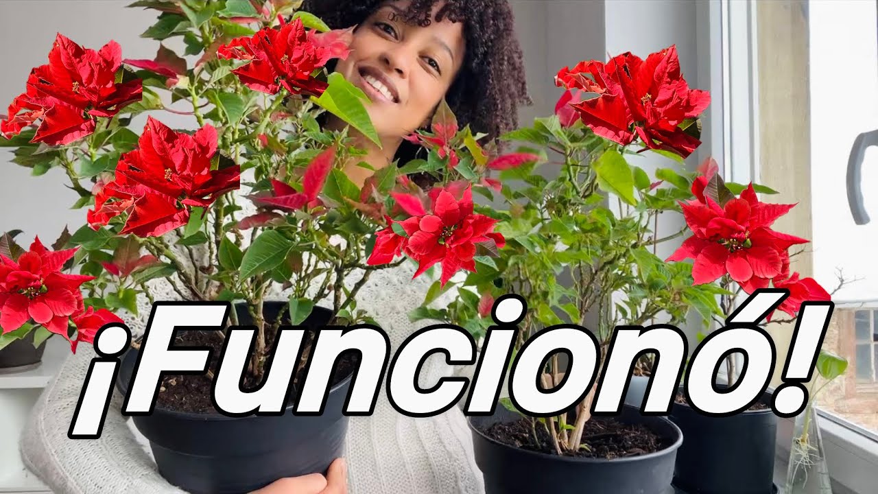 Tratamiento casero para la cochinilla (RESULTADOS) 