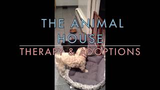 The Animal House - CIS 101 Final Commercial