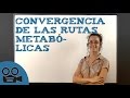 Convergencia de las rutas metabólicas