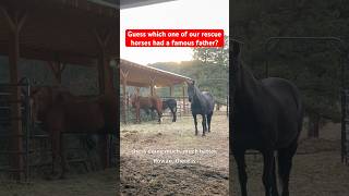 Rescue Horses 🐎 Making Miraculous 💕Comebacks #horserescue #beforeandafter #healing