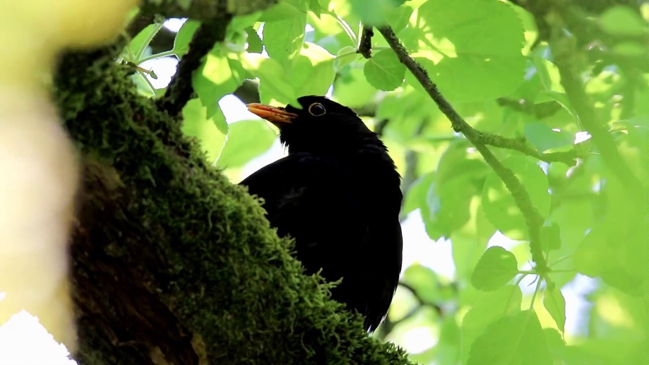 le chant du merle / song of blackbird 