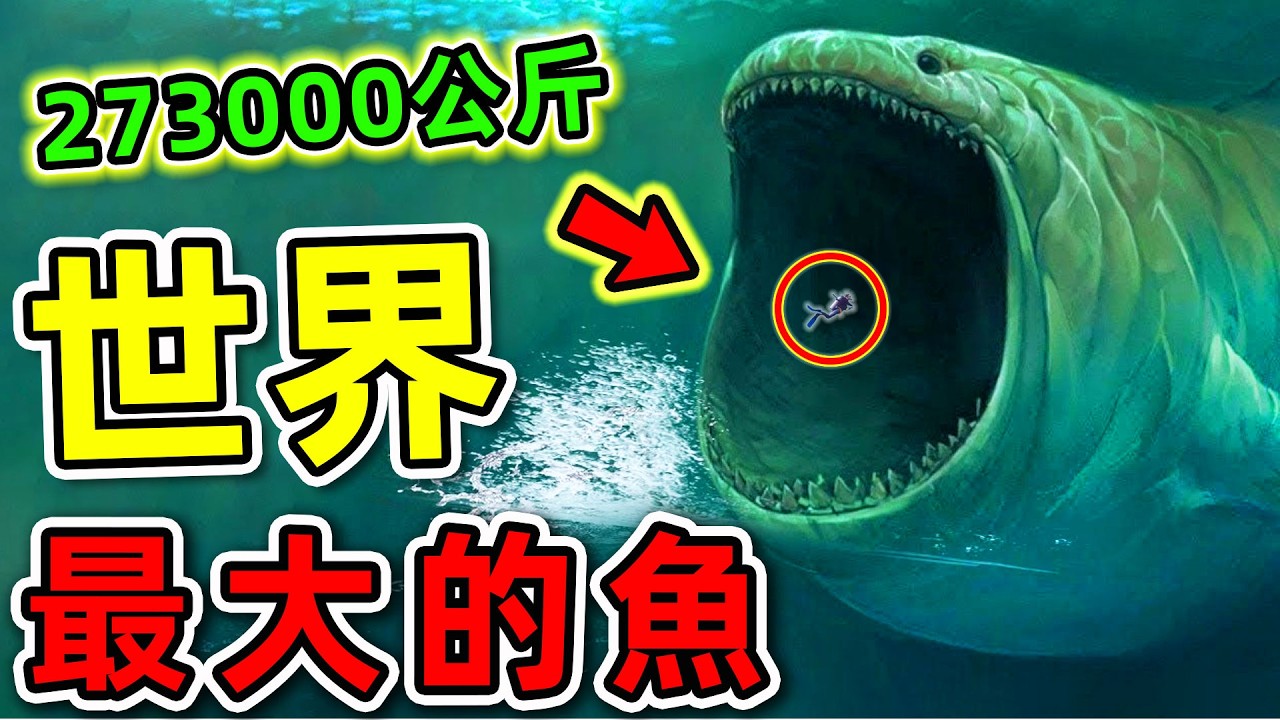 全世界最大的10條鯨魚！虎鯨只排第10，第一名體長100英呎，重273000公斤，把鯊魚當食物吃。|#世界之最top #世界之最 #出類拔萃  #腦洞大開 #top10 #最大的魚 #最大鯨魚