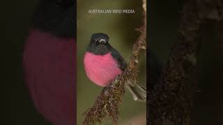Pink Robin Singing. #shorts #nikon  #birds