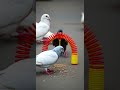 How to make bird Trap // Pigeon trap / Safe and effective method explained