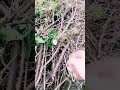 Дачные заботы.Обрезка смороды.