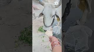 Jay Gau Mata ki Jay//#shorts#viral#vlog#trending