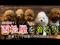 西松屋のTシャツを再利用！？犬が子供服を着てみた♪