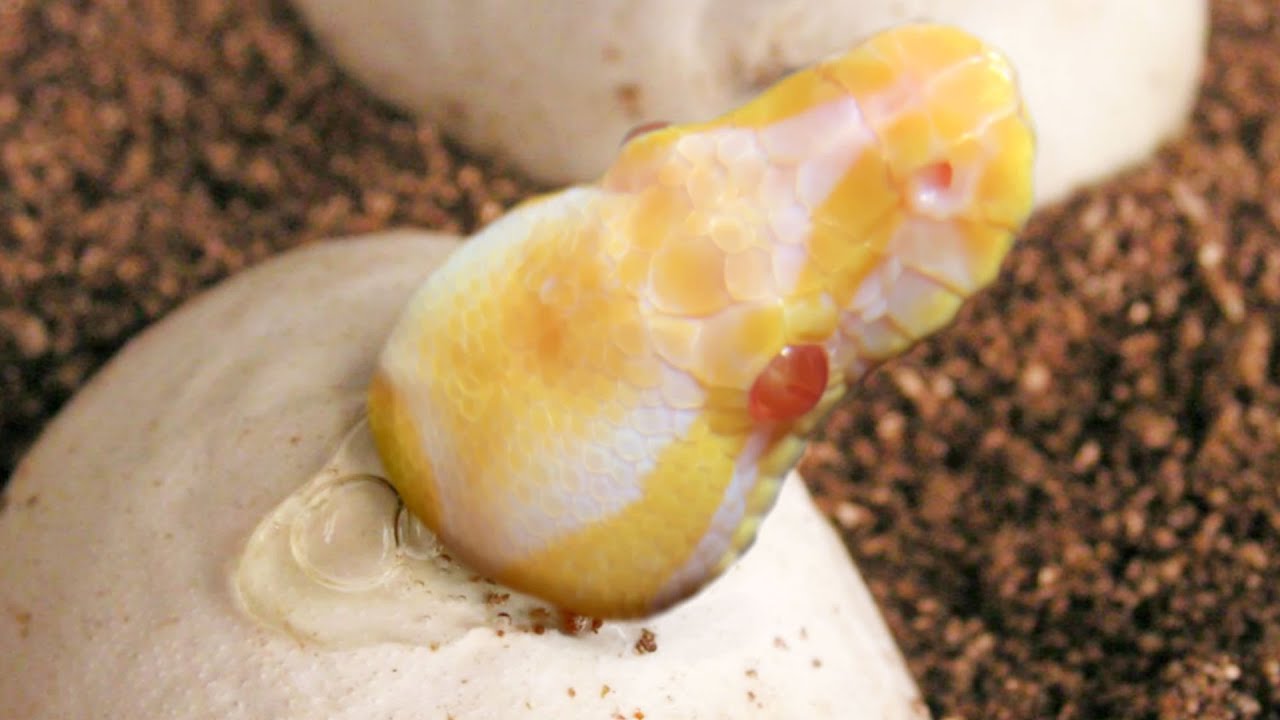 vlogs in spanish CUTTING ALBINO SNAKE EGGS!! | BRIAN BARCZYK