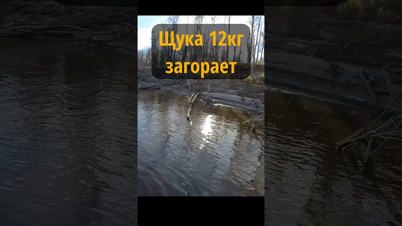 Трофейная щука загорала на берегу #рыбалка #спиннинг #трофейнаящука