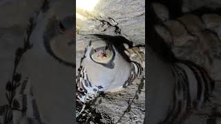 Bunlara Nasıl Kıyarlar Germany Ğu