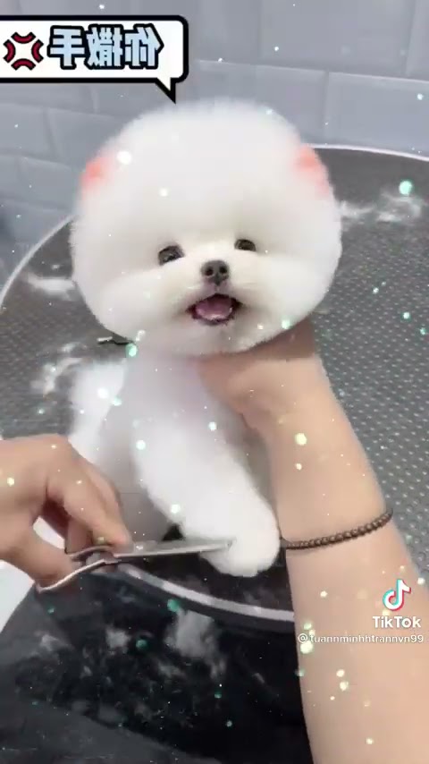 Tik Tok Chó Phốc Sóc Mini 😍 Funny and Cute Pomeranian #355