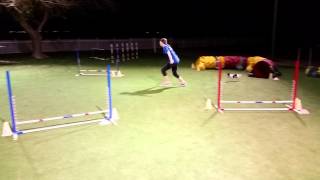 Agility Jumpers Course Practice