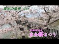 【東金の風景 4月】[4K] 2023東金桜まつり/八鶴湖畔(東金市 東金)