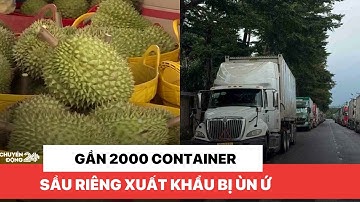 Gần 2.000 container sầu riêng xuất khẩu bị ùn ứ