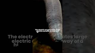 Why do Electric Eels Shock? How do electric eels generate a voltage and why do they not get shocked?