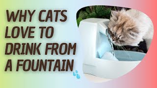 Why Cats Love Drinking from a fountain.