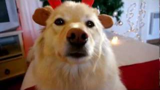 http://shiba.fr http://shiba.over-blog.com - SHIBA INU MERRY CHRIST...