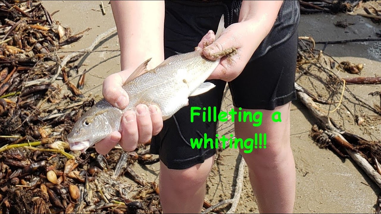 Filleting a WHITING! (ONE last TEXAS VIDEO!)