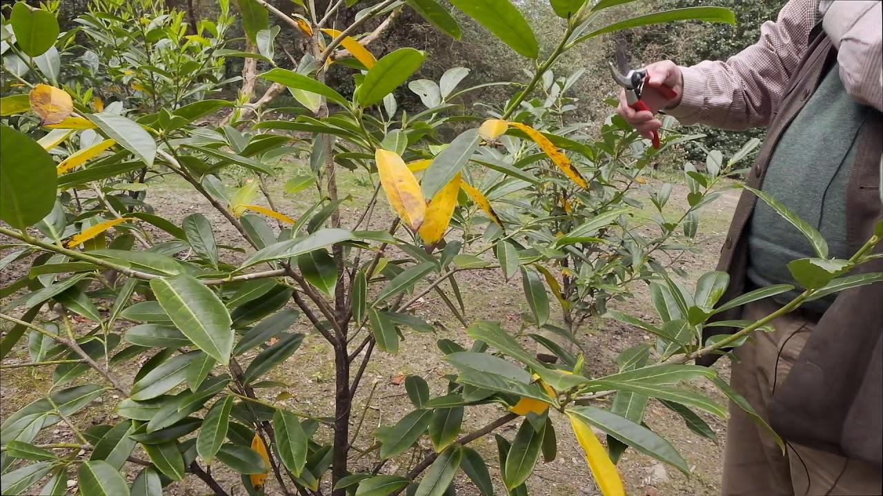 Shaping up small evergreen plant - Burncoose Nurseries - YouTube