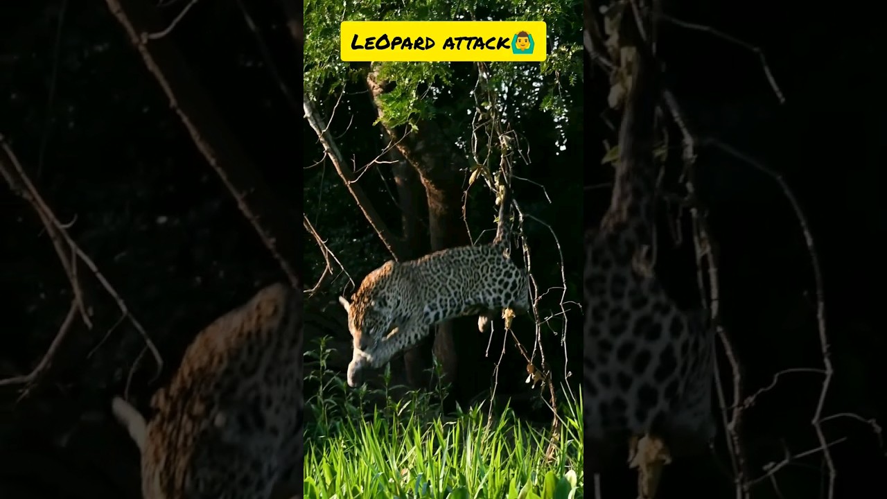 lepord attack slow motion 