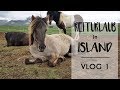 ISLAND REITURLAUB: Unser Haus, erste Yogastunde und Ponys kennenlernen! 🐴