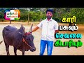 செவலை கிடாரி, காரி பசு , பழையகோட்டை நாட்டு மாட்டு சந்தை , #cattlefarms , #palayakottai , #cow