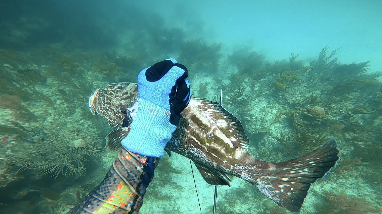Bahamas Polespearing Spearfishing (Yellowfin Grouper!) [Neritic Polespear] #shorts