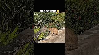 amazing video
