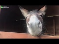 Rescate de Benito, un burro abandonado